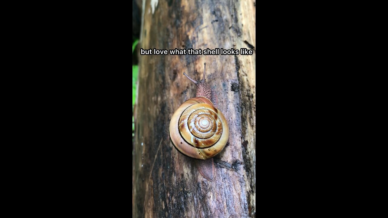 Northwest Snail / Not Escargot #explore #hiking #animals