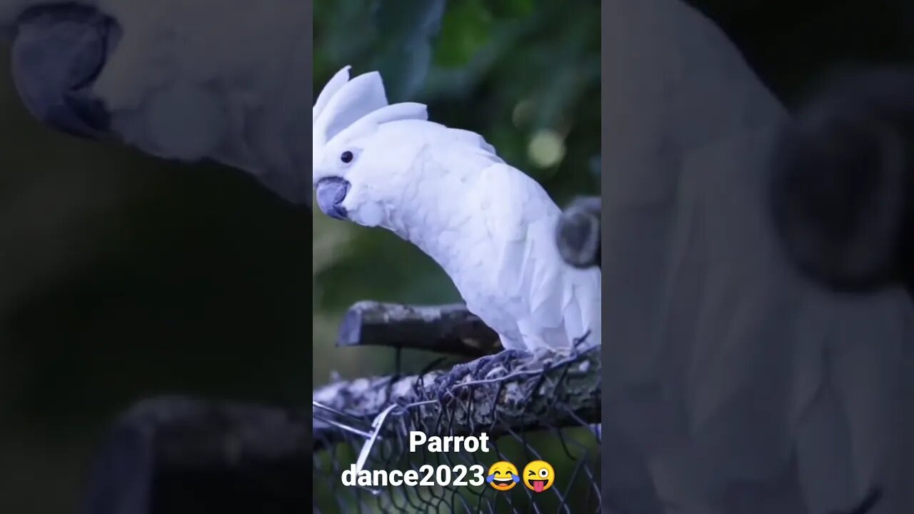 parrot dance2023😂😝