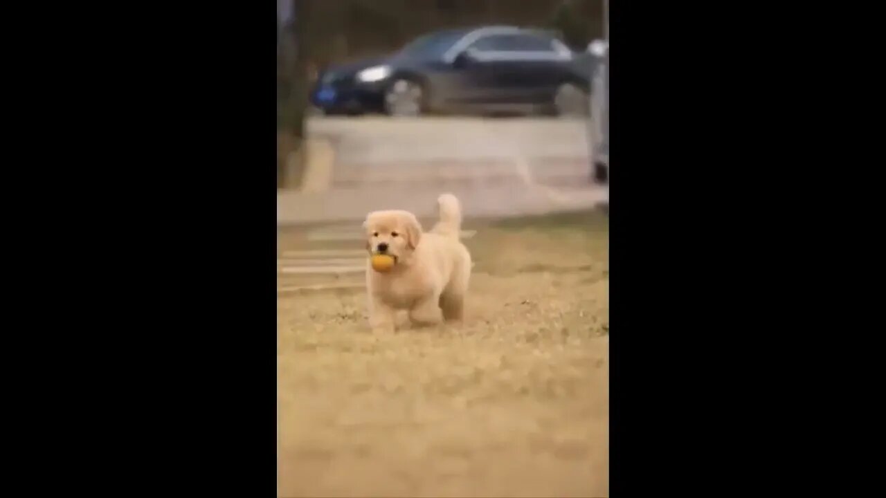 Funny and Cute Golden Retriever Puppy Moments Compilation