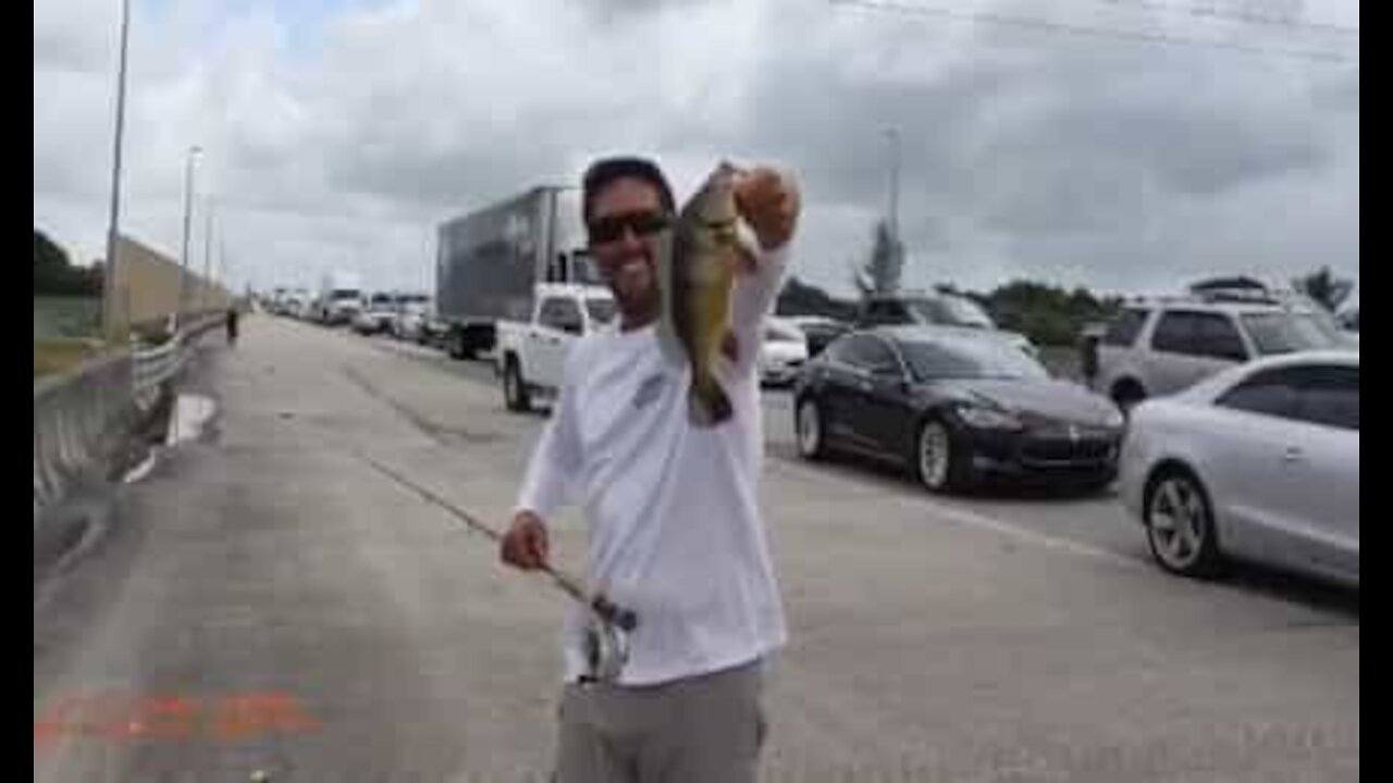 Amigos pescam robalo em rodovia