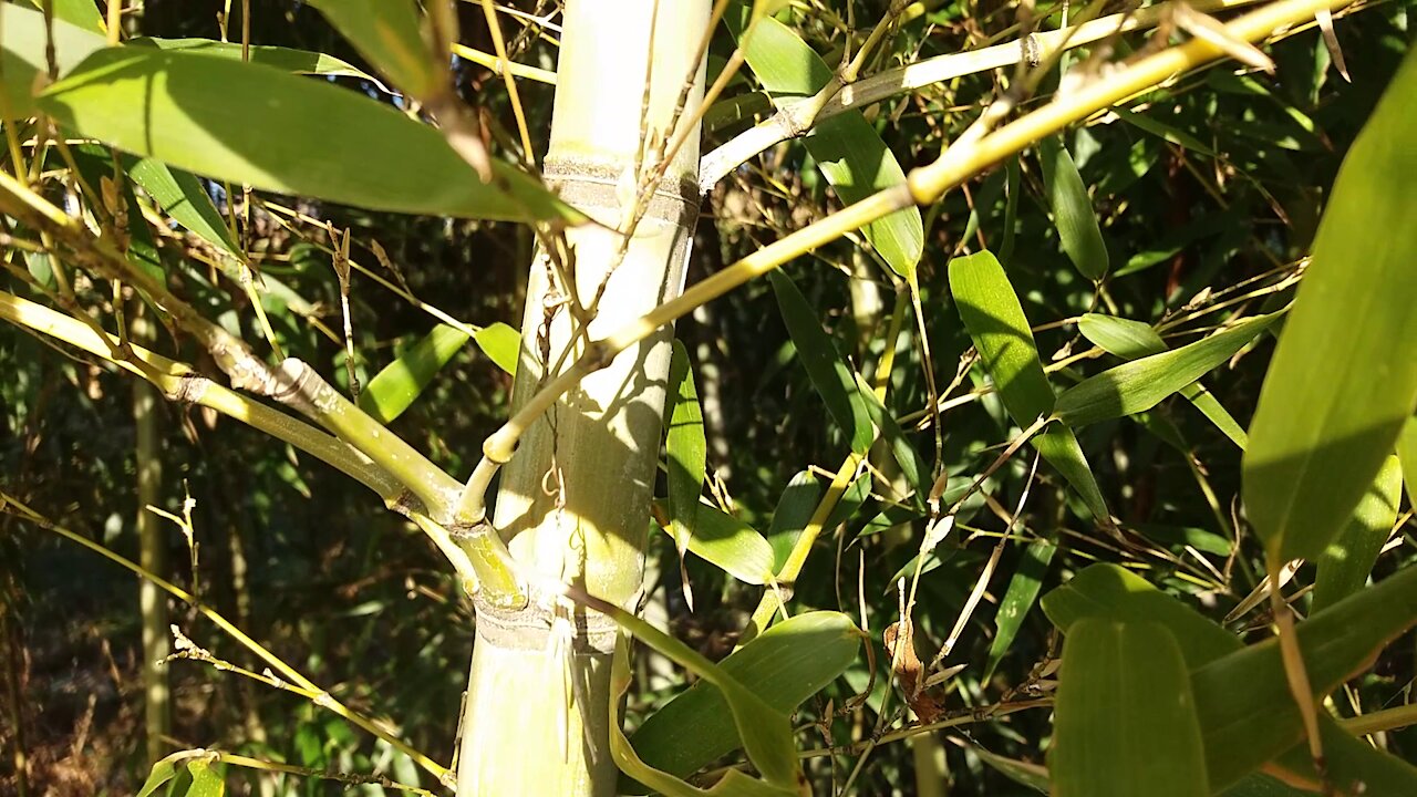 bamboo stems and leaves