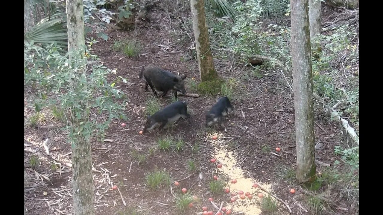 (GRAPHIC) Bow hunting for Hogs Deep in the Florida Swamp! Perfect Kill Shot!