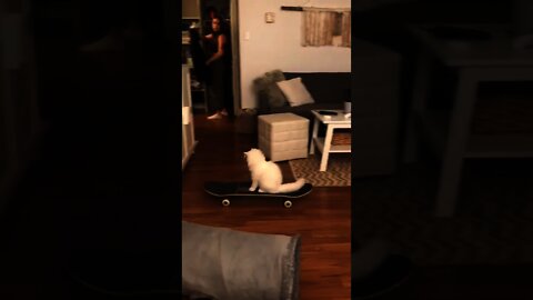 I am getting out of here | #Shorts #animal