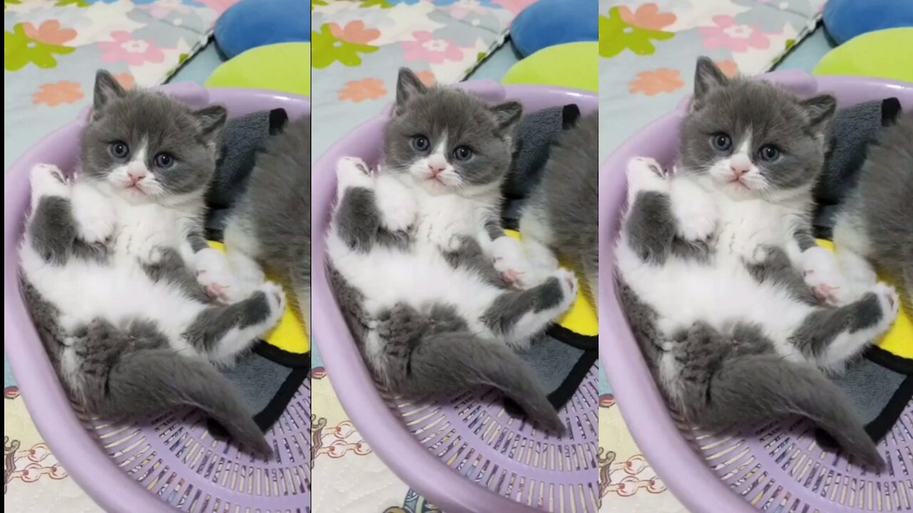 Cute Cat | Cute Pets Funny Animals Compilation #shorts #547