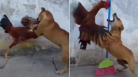 CHICKEN and DOG FIGHTING SCENE.