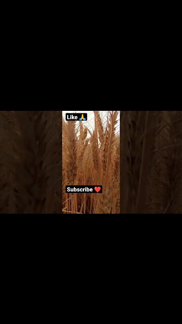 hasla 🥰🙏 #shorts #youtubeshorts #viralreels