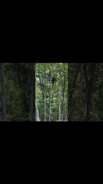 My highest barefoot tree trunk climb