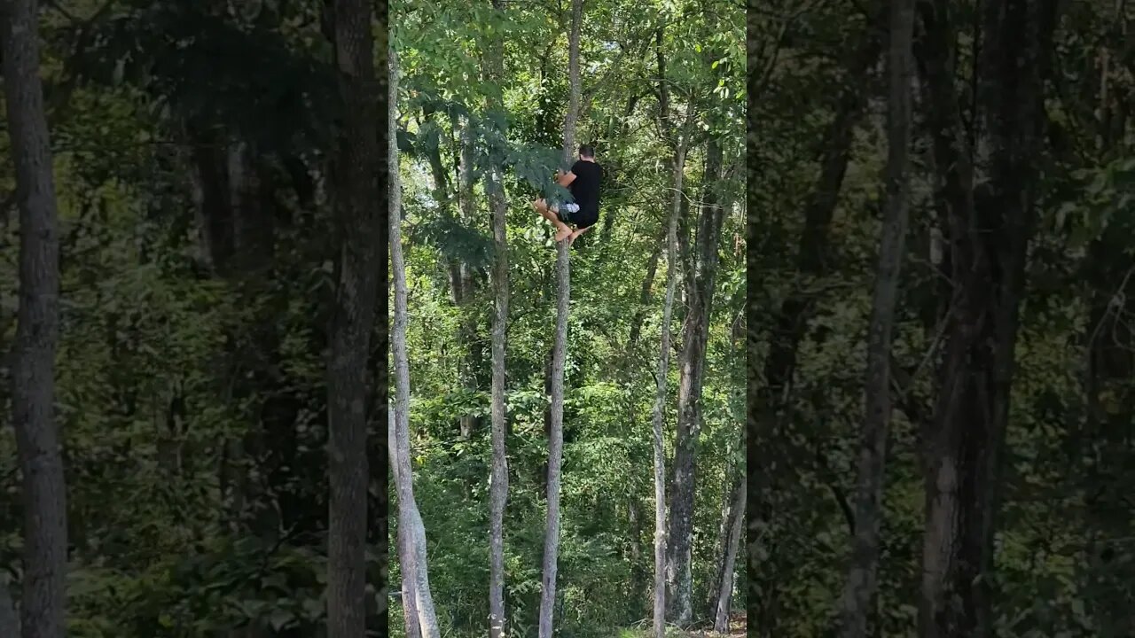 My highest barefoot tree trunk climb