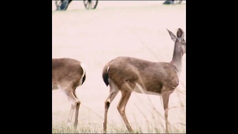 Deer on the Battlefield