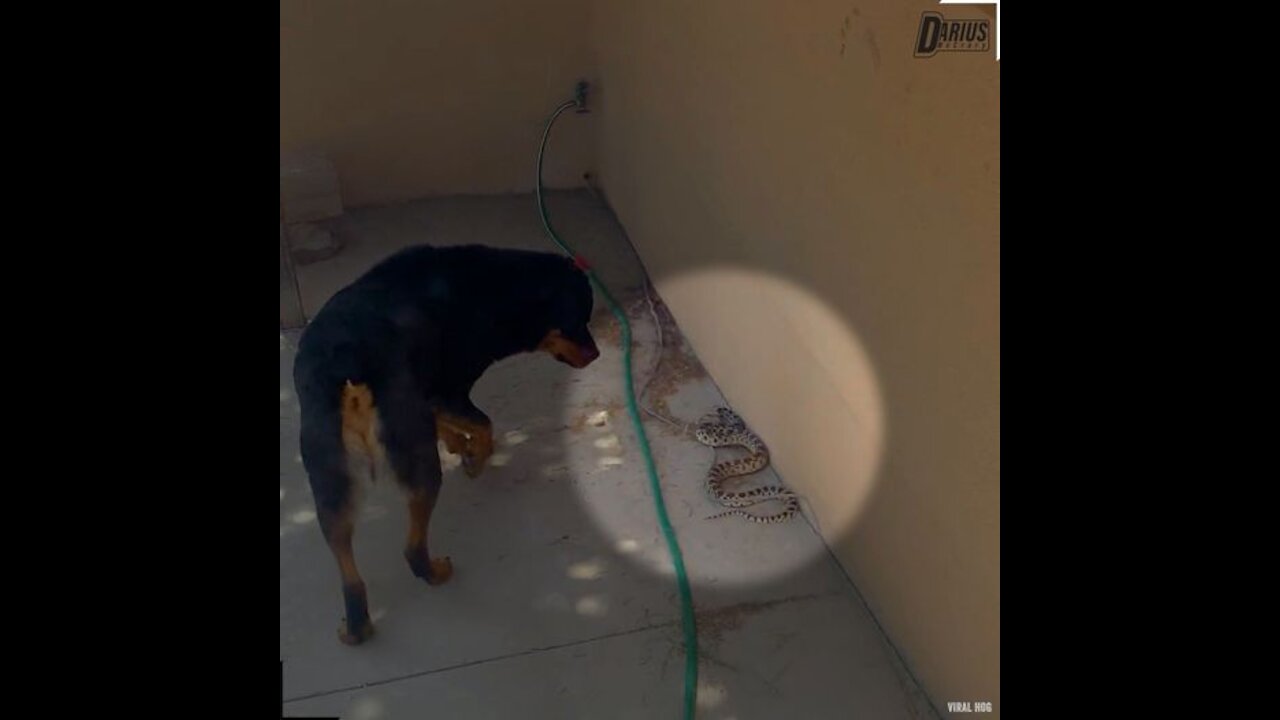 Doggy Throws Snake To Protect Kitty
