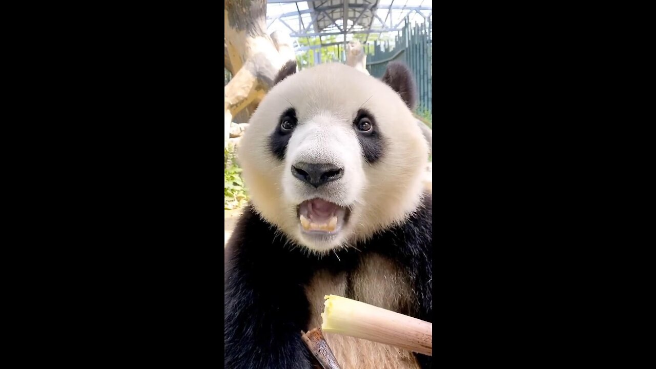 Watching Panda eating bamboo can cure poor appetite, really delicious !ㅣ看可爱熊猫吃竹子可以治愈食欲不佳，好吃美味真香！