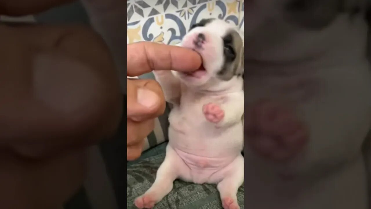 puppy play 🥰