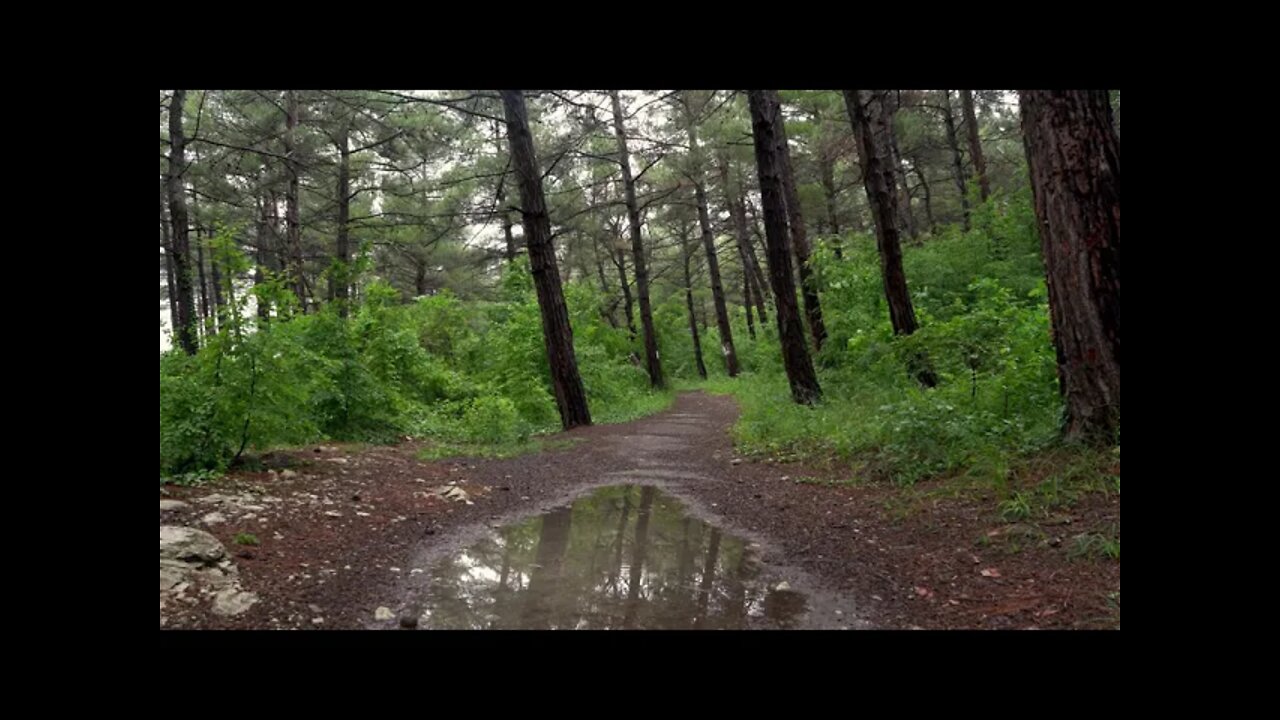 Gentle rain on a lonely forest path with birds singing in the background