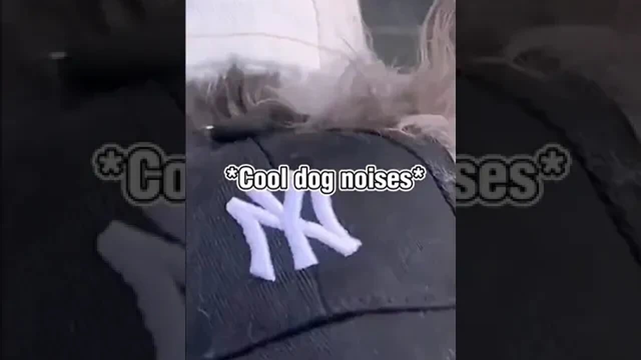 The Ultimate Baseball Cap for Dogs!