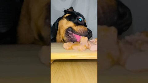 ASMR PUP ROCK EXCLUSIVE (MUST WATCH) [4K] #relax #asmr #shorts #short