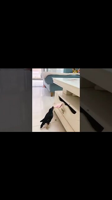 a beutiful bird stealing money | ytshort | i want this bird would you