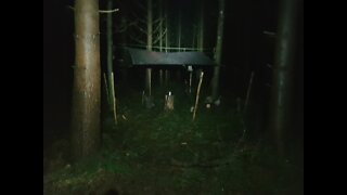 Light and audio test before making brew in the woods.