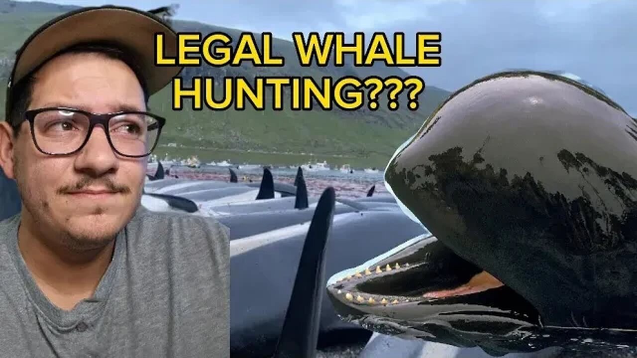 The Grind is legal whale hunting: Is it ethical?