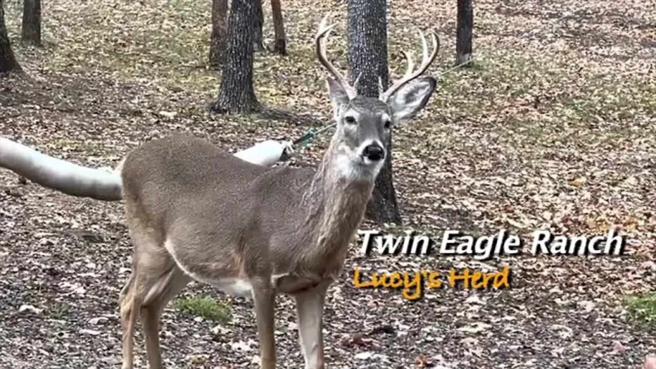 Twin Eagle Deer! What's up this Week? December 7th