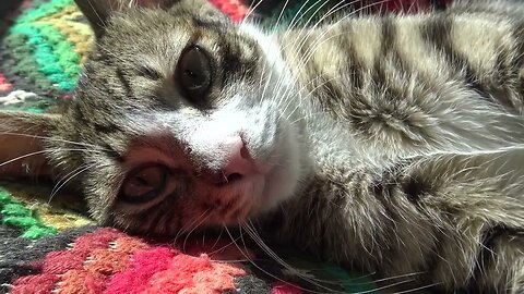 I Love Sleeping in the Sun