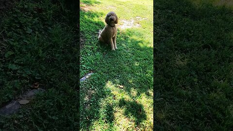 Prepper tip of the day ep.35 dogs and food prep #prepping #prepper