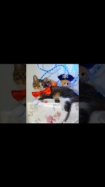 A Cat with a Red Bow #shorts