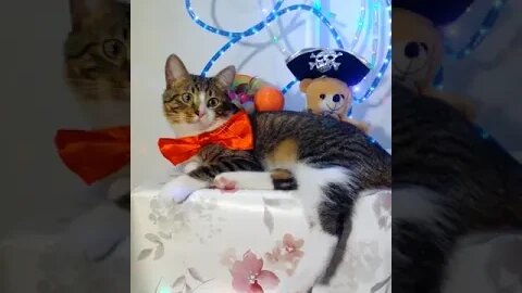 A Cat with a Red Bow #shorts