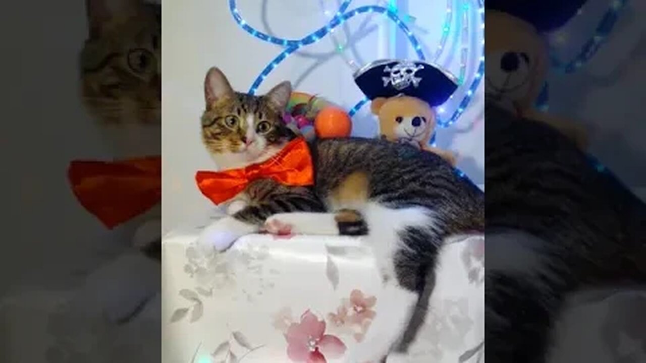 A Cat with a Red Bow #shorts