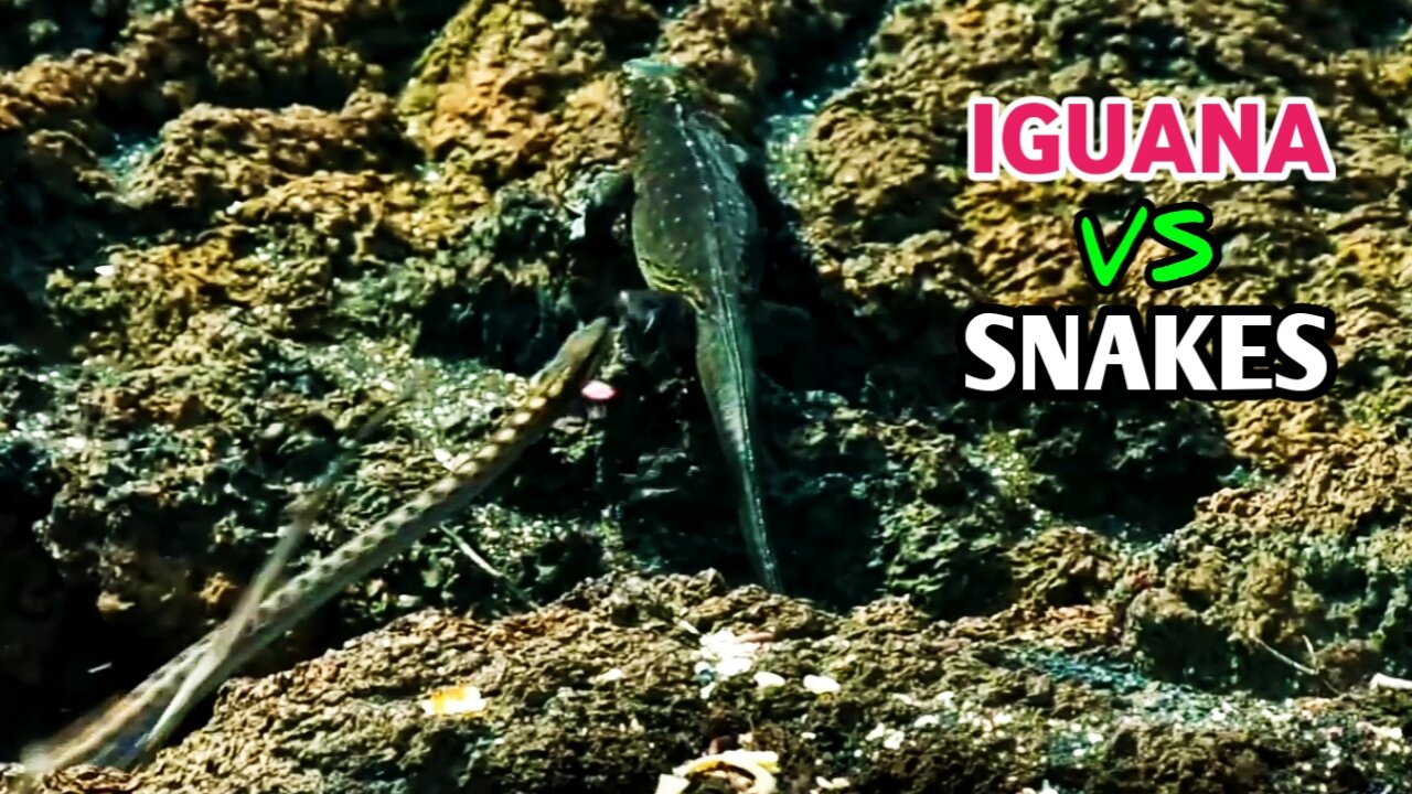 Iguana VS Snakes|