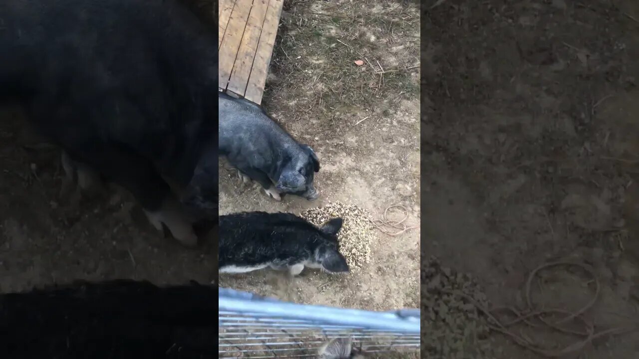 Feeding the pigs #homesteading #animal #pigbreeds #homestead #farmlife #mangalitsa