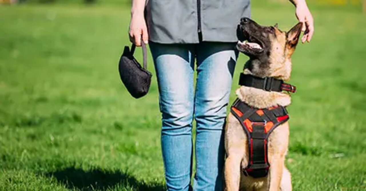 Dog Training – TOP 10 Essential Commands Every Dog Should Know!