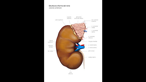 The kidney disease solution | Food good for kidney repair