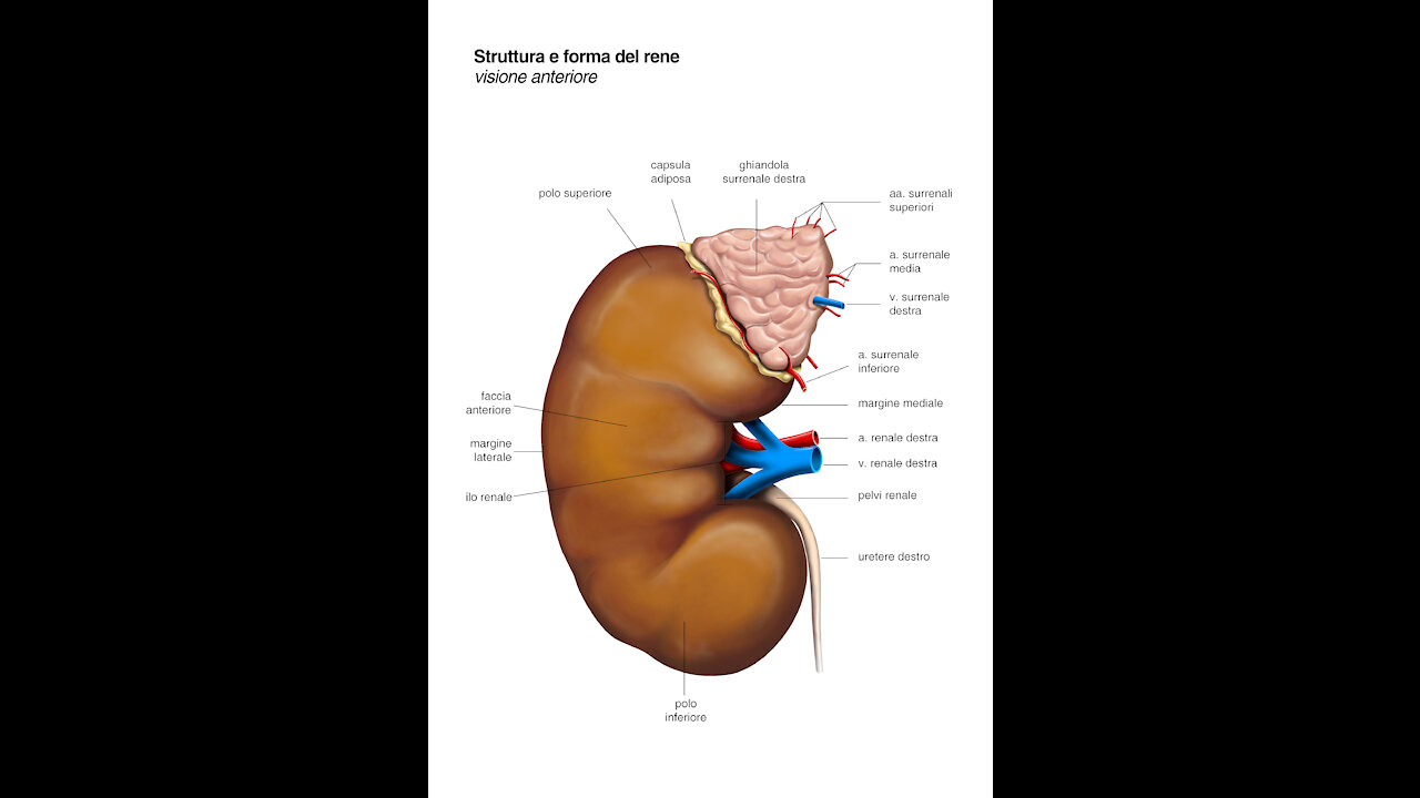 The kidney disease solution | Food good for kidney repair