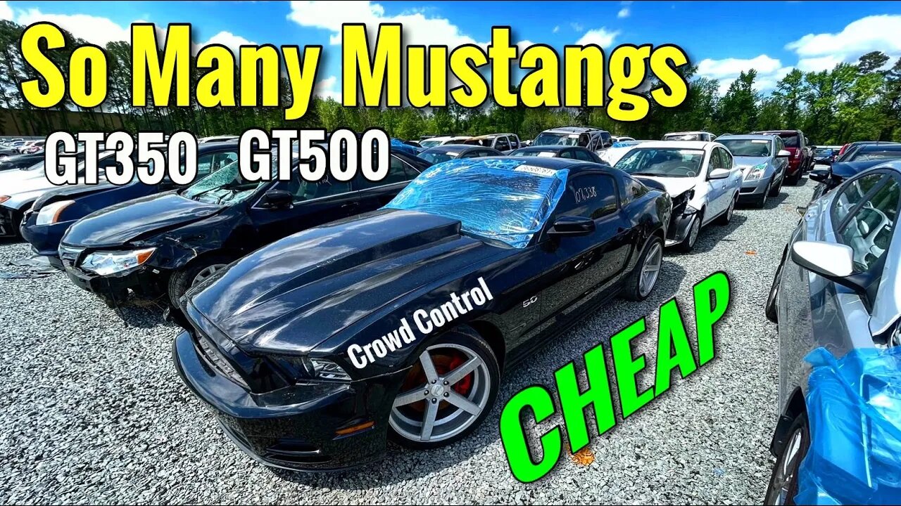 SO MANY CHEAP MUSTANG GT, GT 350, GT 500 AND OTHER FORD PERFORMANCE.