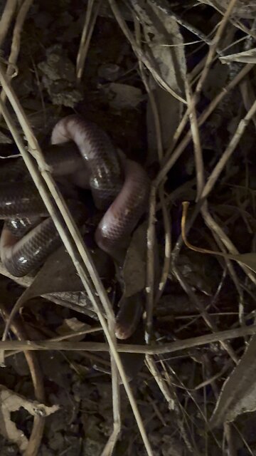 I Found A Snake In The House