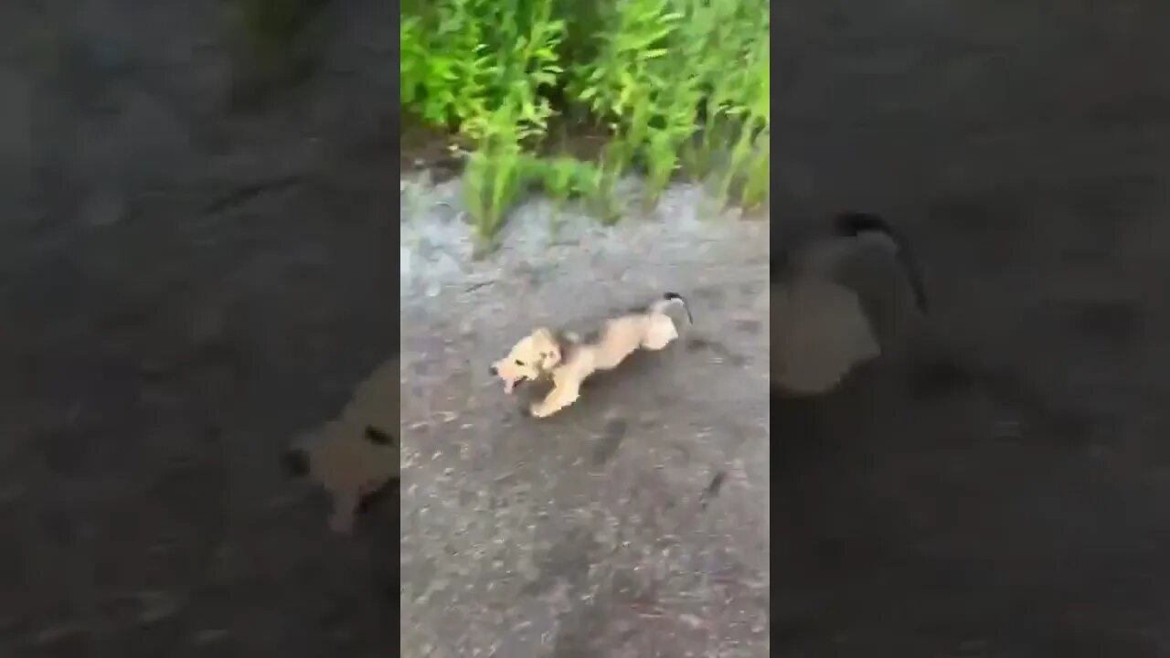 Wait, Can't walk. Don't you see!