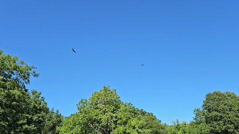 Wildlife around the Farm 🚜 series, Vultures soaring above ( fixed )