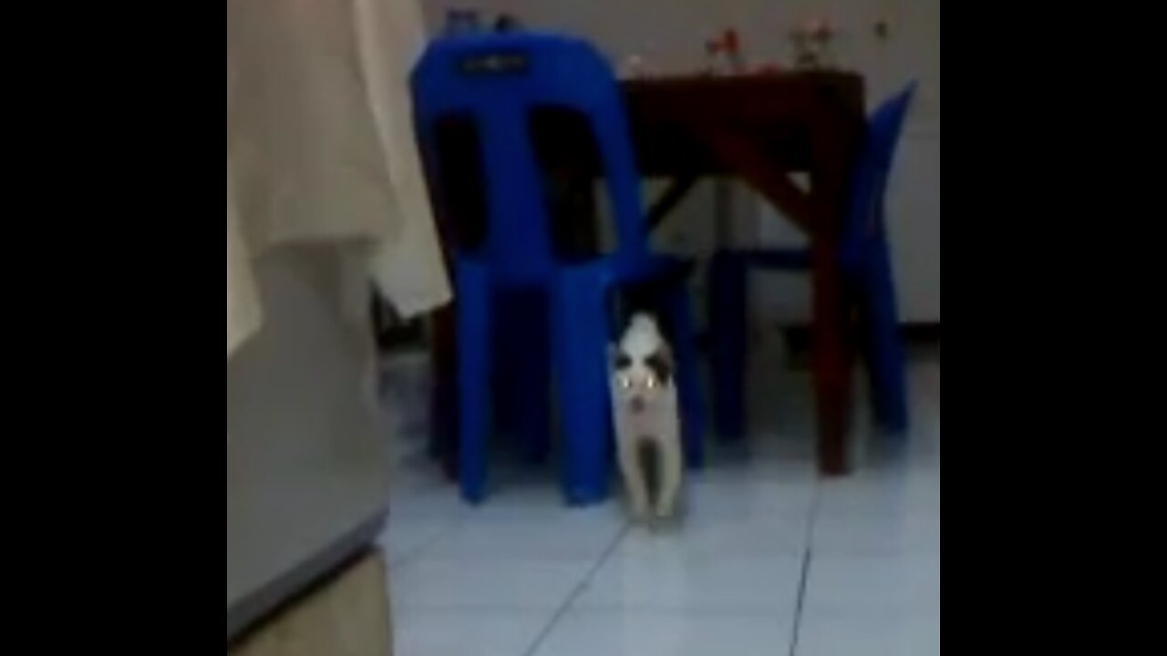 I have no idea why my cat keeps on following me everyday!