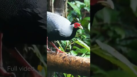 É impossível não gostar do Faisão Prateado! Silver Pheasant 🦚