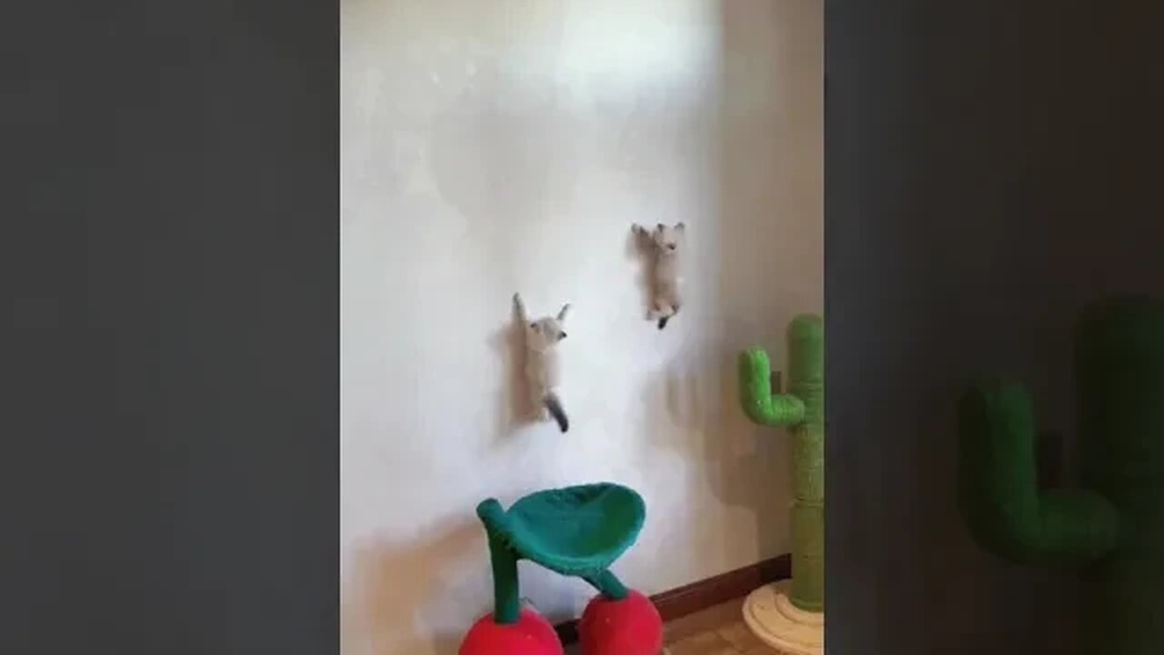 Cutes Kittys Up to Wall #cat #funnyanimals #kittycat #kitten