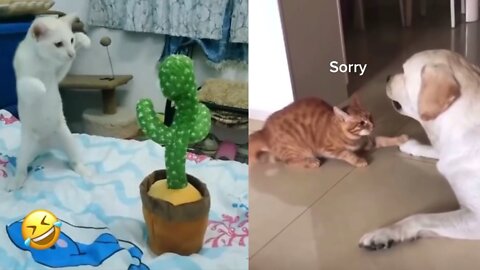 Funniest Dogs And Cats Videos | Funny animals Videos