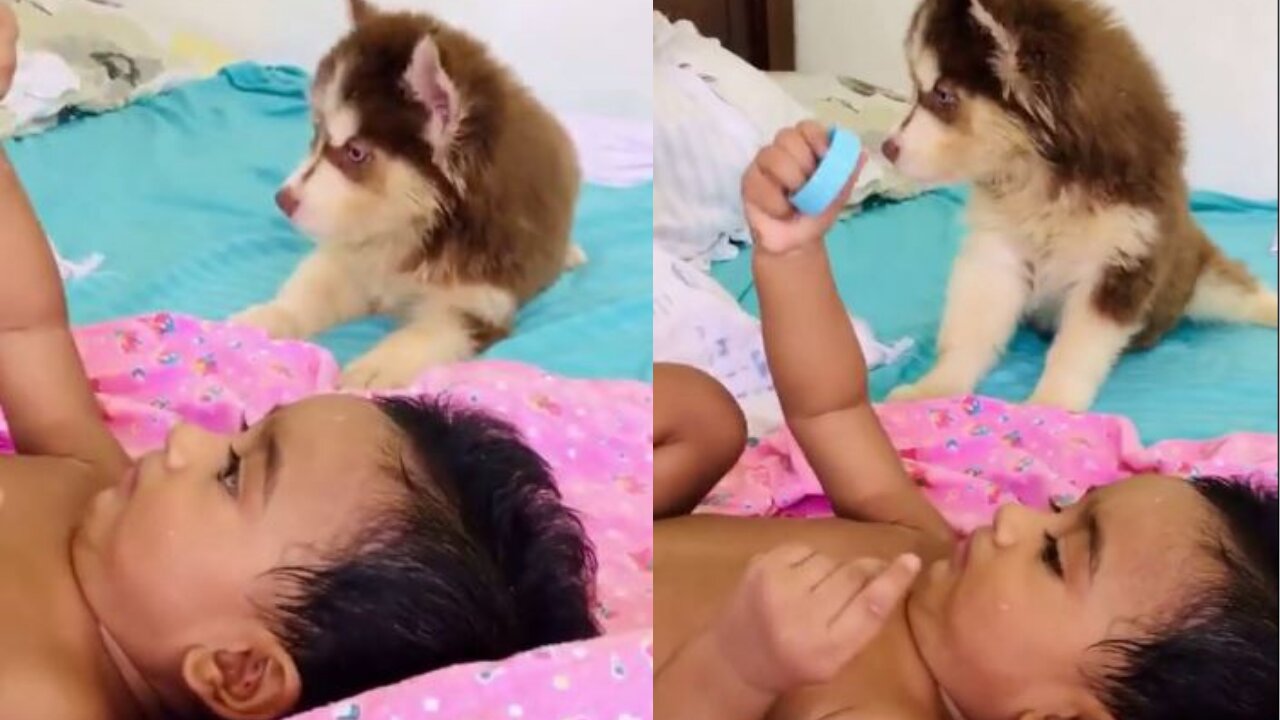 Cute Husky babysits her baby best friend