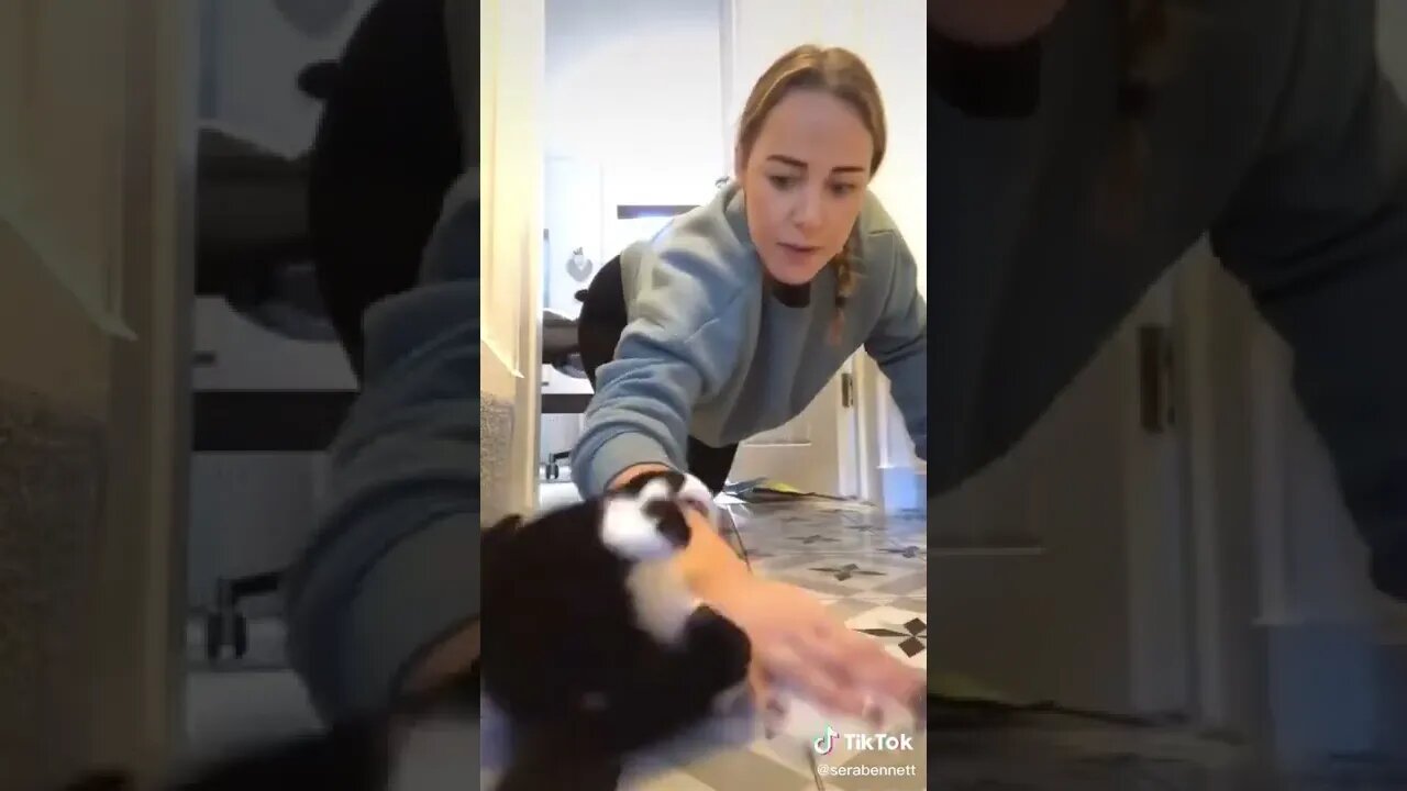 #shortscatsvideos #shorts cats videos#shortspetsvideos #shortspetsvideos #shortsanimalsvideos