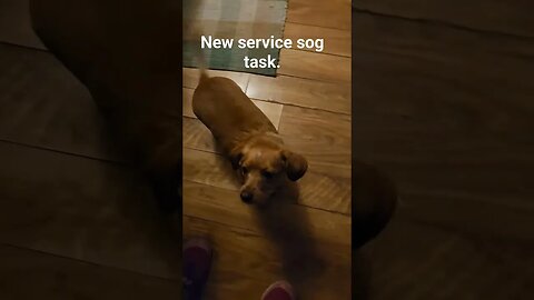 Service dog Learned a new task #servicedogintraining