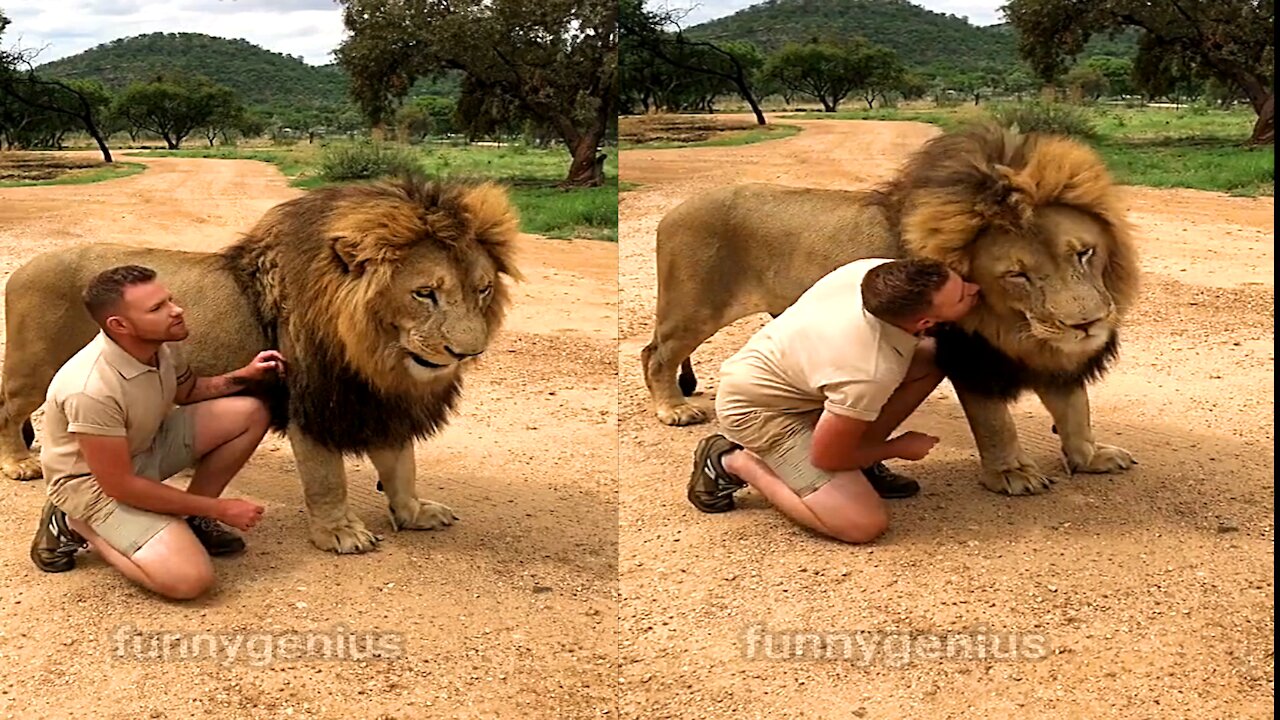 So DARE To PLAY With LION