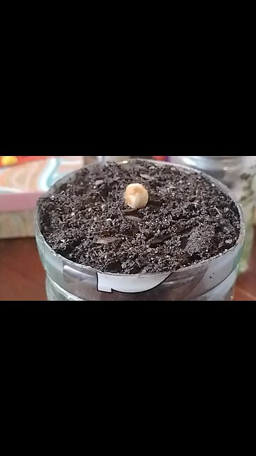 Will This Cherry Seed Grow In A Self Watering Planter?