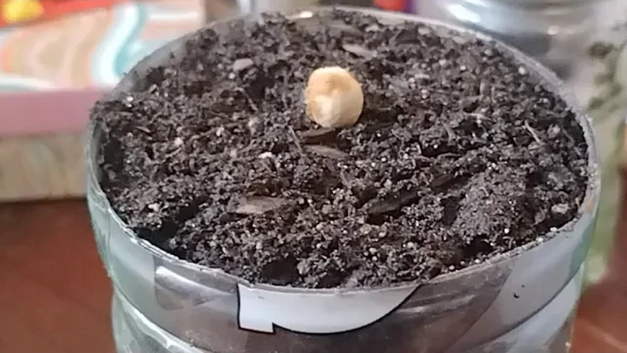 Will This Cherry Seed Grow In A Self Watering Planter?