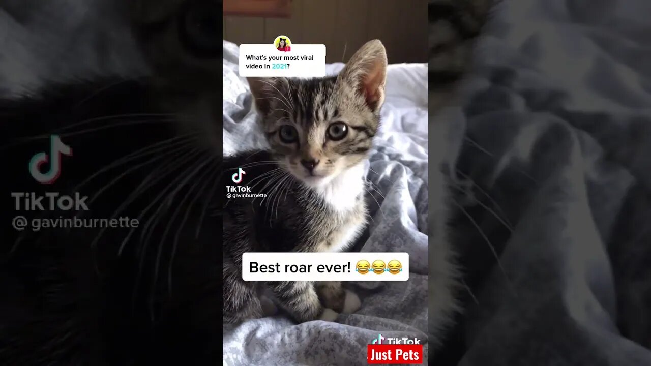 Best cat roar #tiktok #cute #shorts #viral #funnyvideos