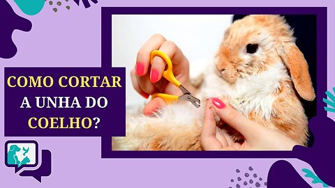 Cuidados com as Unhas do Coelho: Aprenda a Apará-las Adequadamente