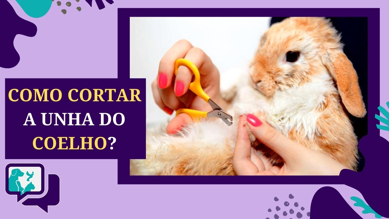 Cuidados com as Unhas do Coelho: Aprenda a Apará-las Adequadamente